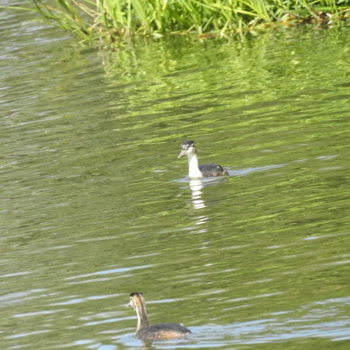 Spotted Great Crested Grebe