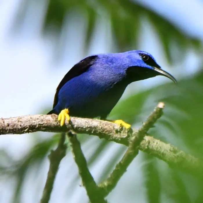 Spotted Purple Honeycreeper