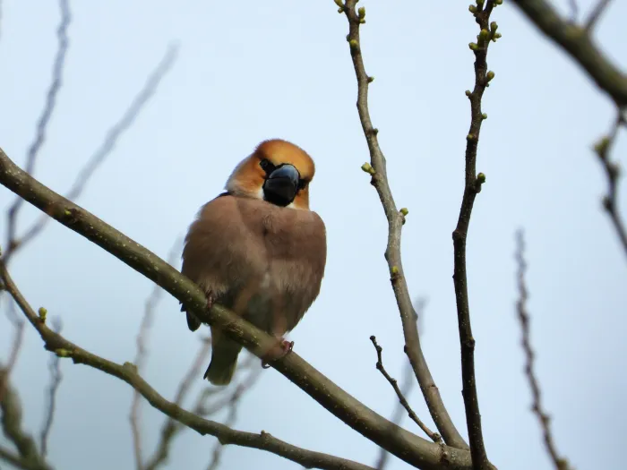 Gespotte Appelvink