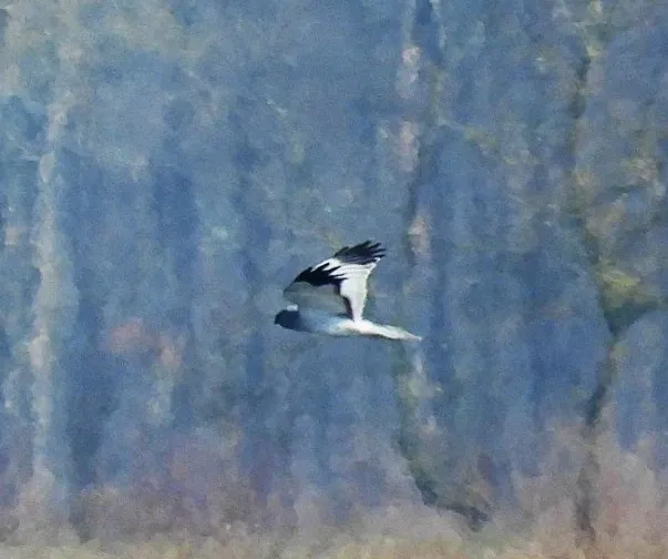 Gespotte Blauwe kiekendief