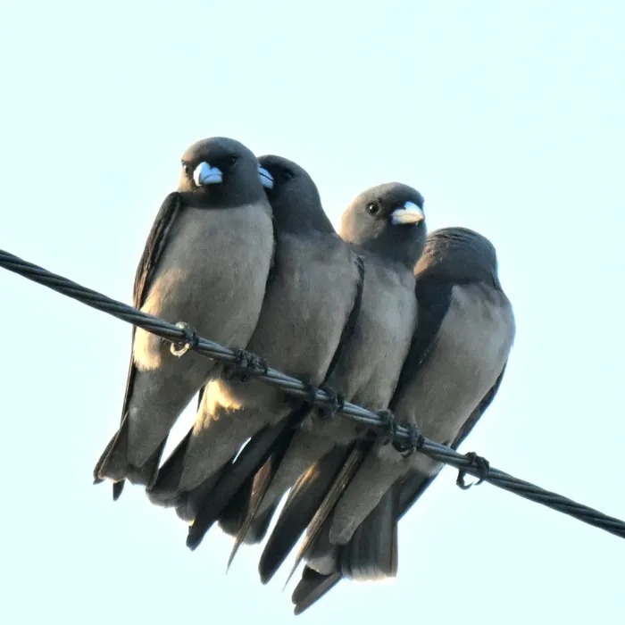 Spotted Ashy Woodswallow