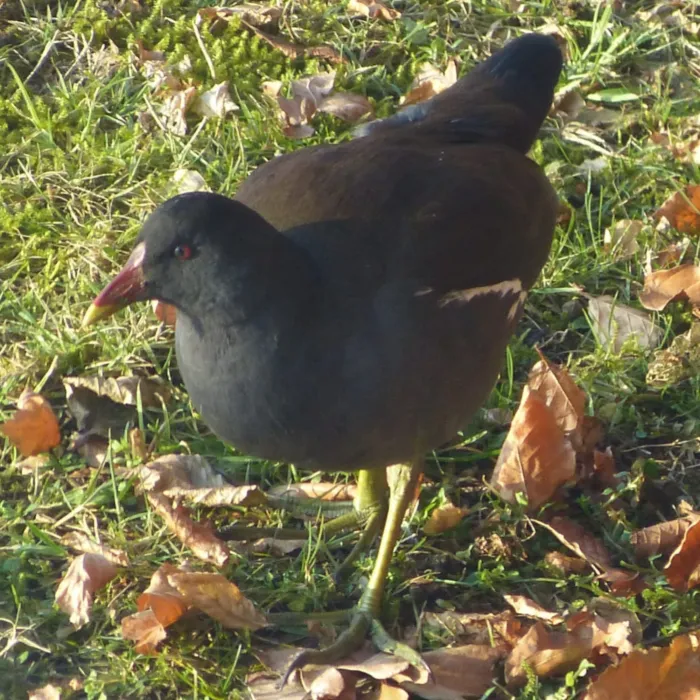 Spotted Eurasian Moorhen