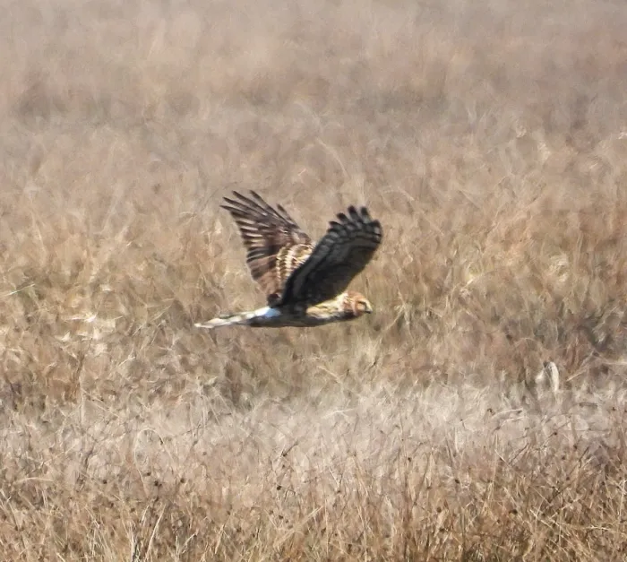 Gespotte Blauwe kiekendief