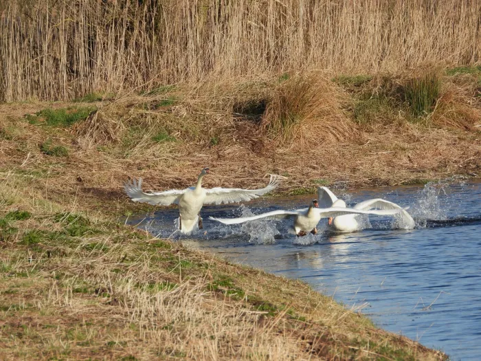 Gespotte Knobbelzwaan