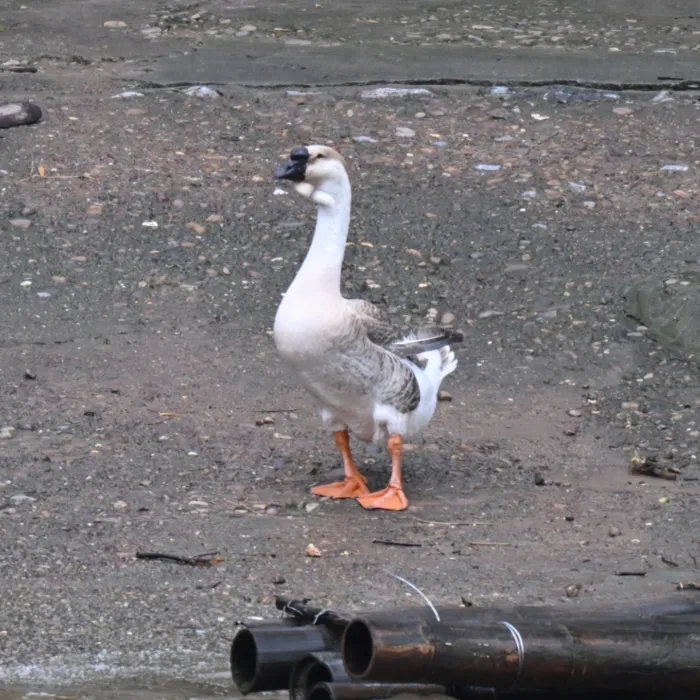 Spotted Swan Goose