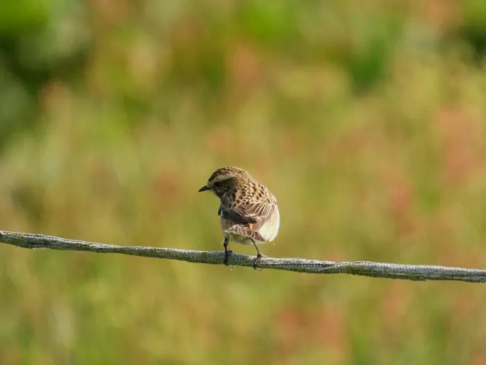 Spotted Whinchat