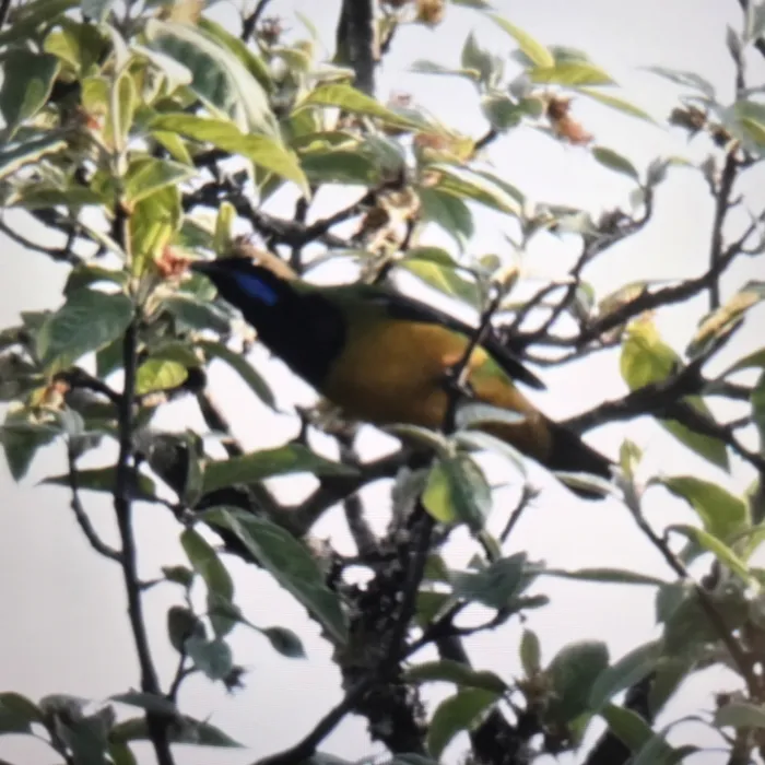Gespotte Oranjebuikbladvogel