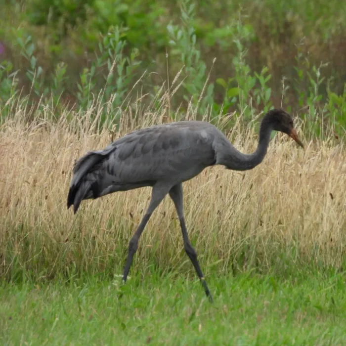 Waargenomen Kraanvogel