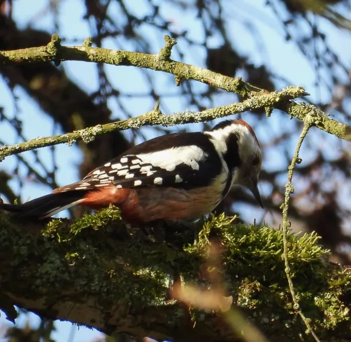 Gespotte Middelste bonte specht