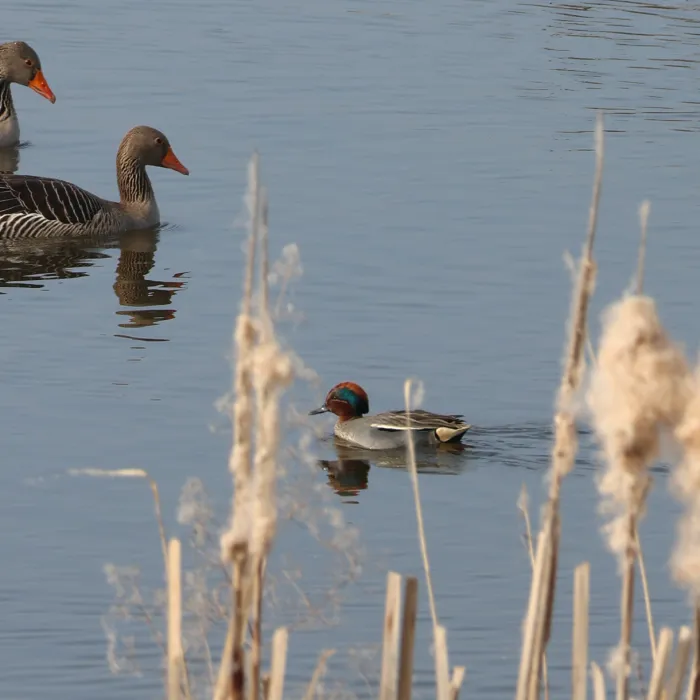 Green-winged Teal