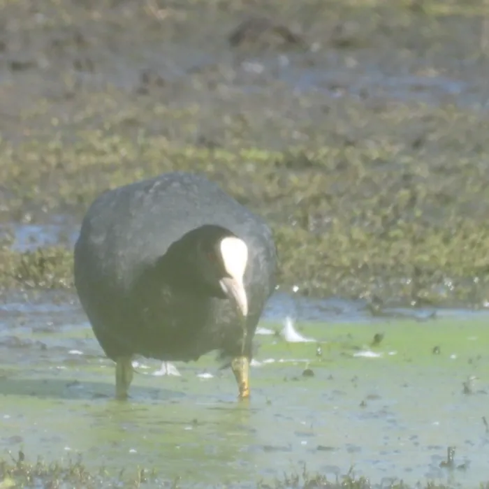 Waargenomen Meerkoet