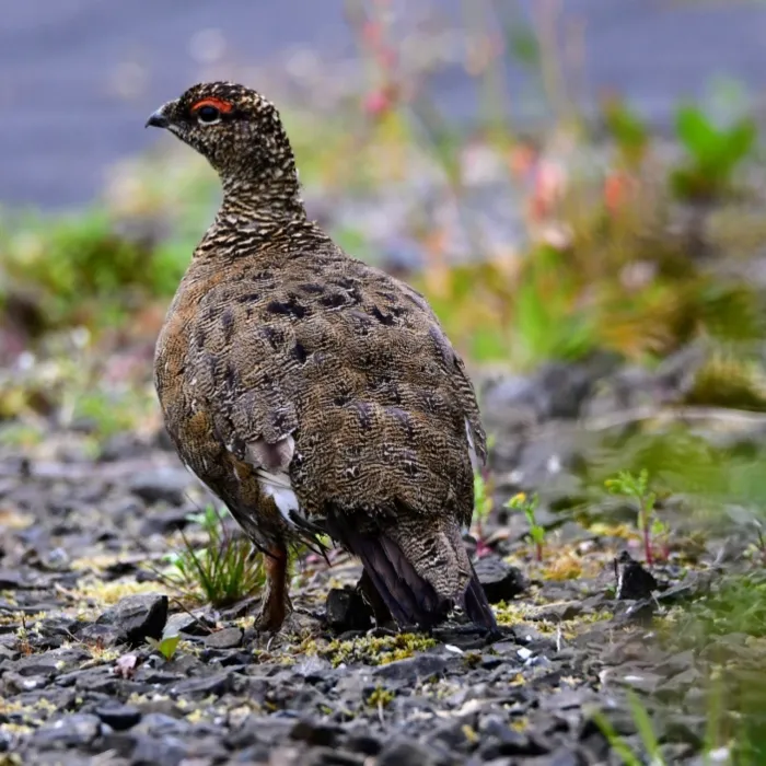 Spotted Rock Ptarmigan