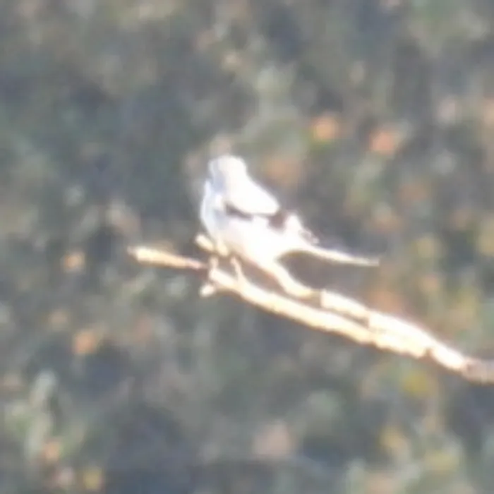 Spotted Great Gray Shrike