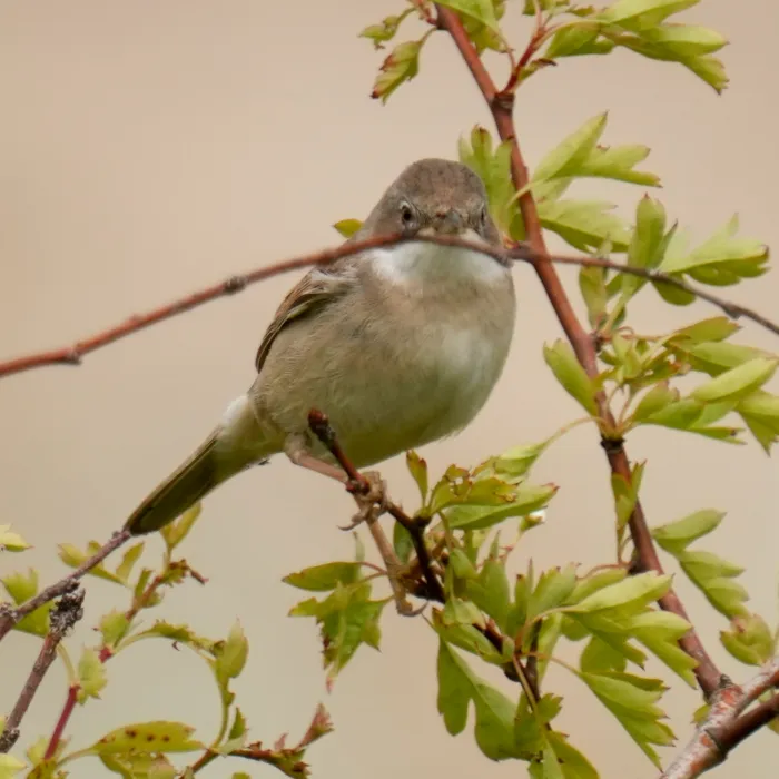 Spotted Lesser Whitethroat