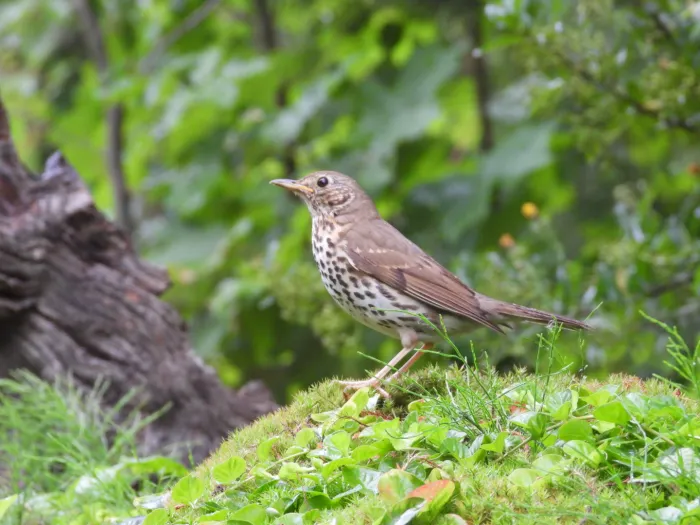 Song Thrush