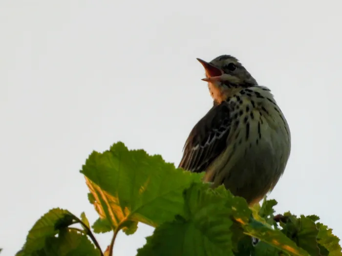 Tree Pipit
