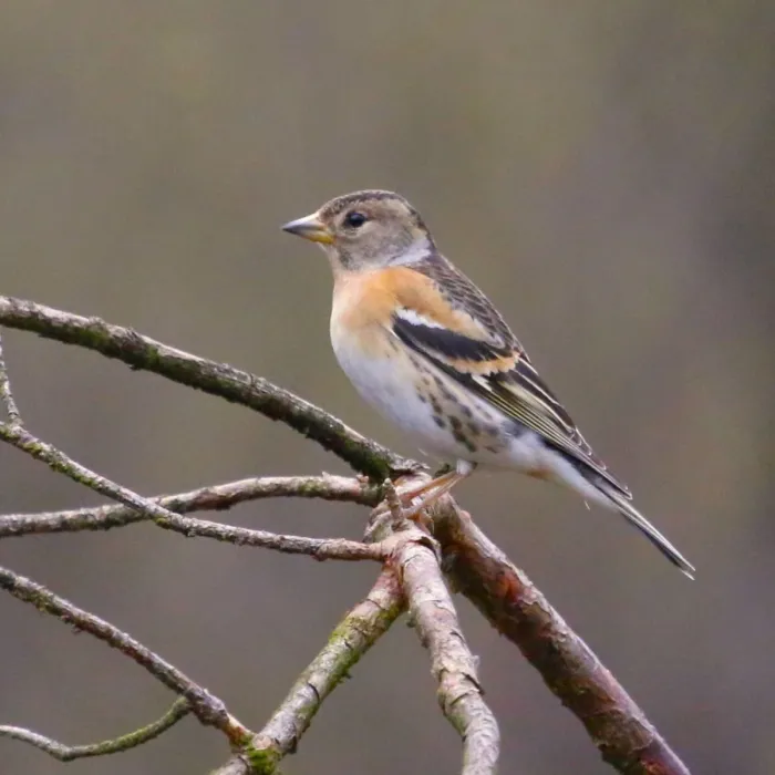 Spotted Brambling