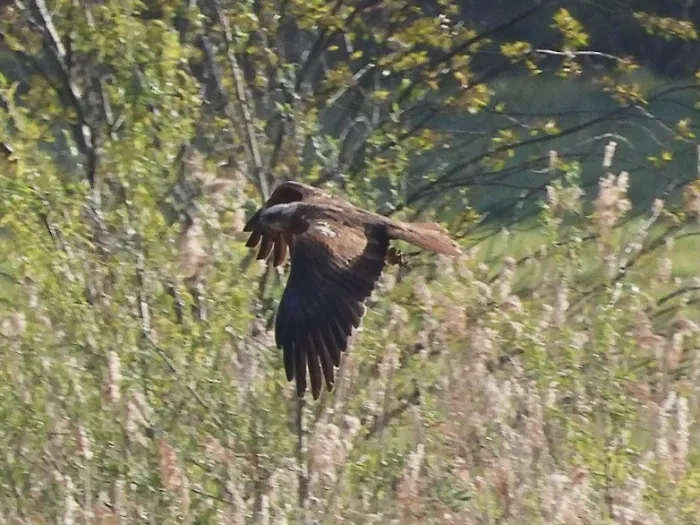 Gespotte Bruine kiekendief