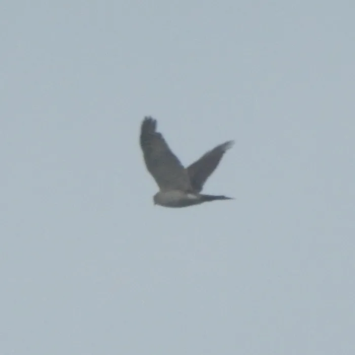 Spotted Eurasian Sparrowhawk