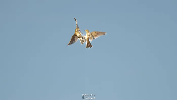 Eurasian Skylark