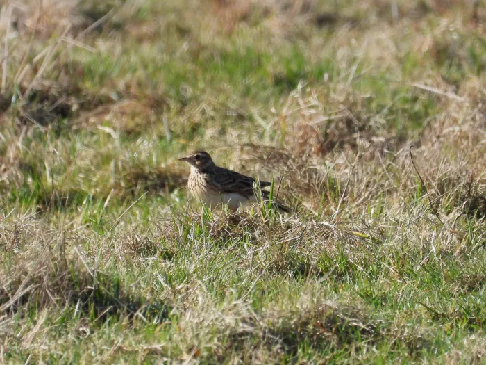 Gespotte Veldleeuwerik