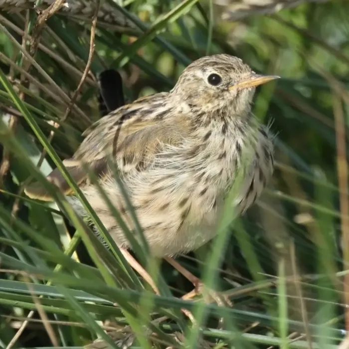 Spotted Meadow Pipit