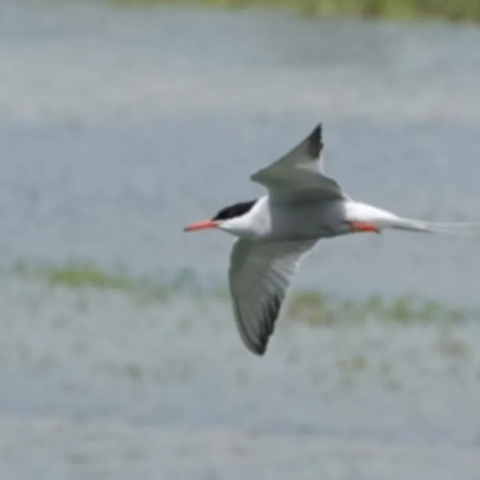Spotted Common Tern