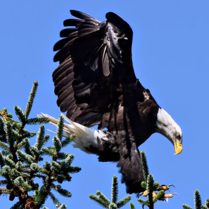 Spotted Bald Eagle