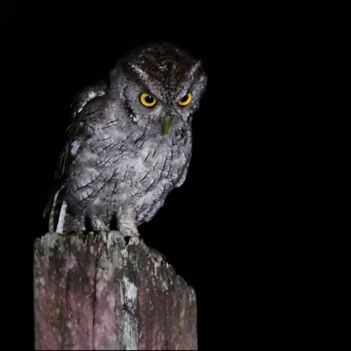Gespotte Mangroveschreeuwuil