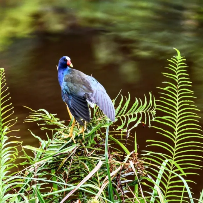 Gespotte Amerikaans purperhoen