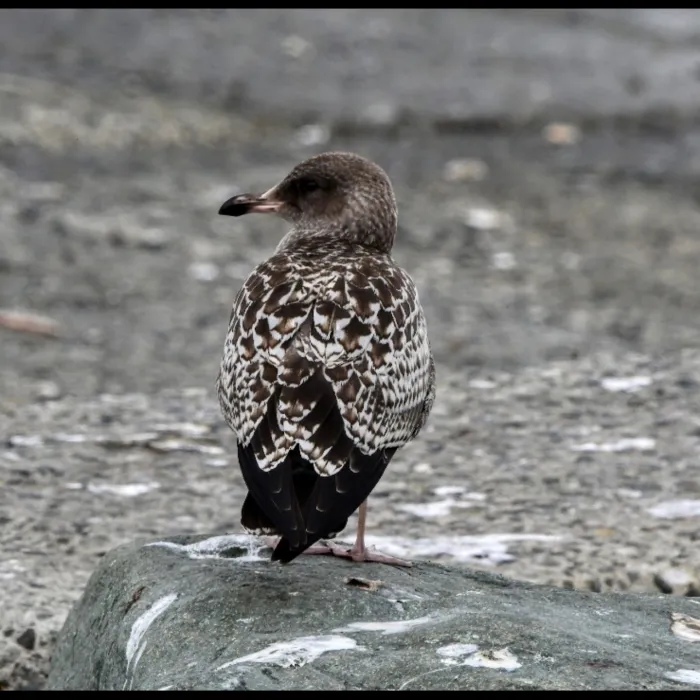 Gespotte Prairiemeeuw