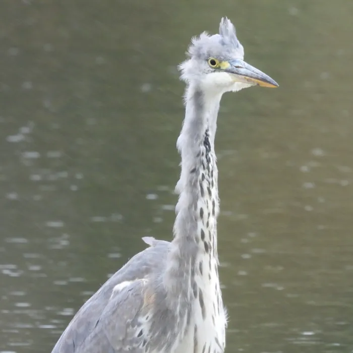 Spotted Gray Heron
