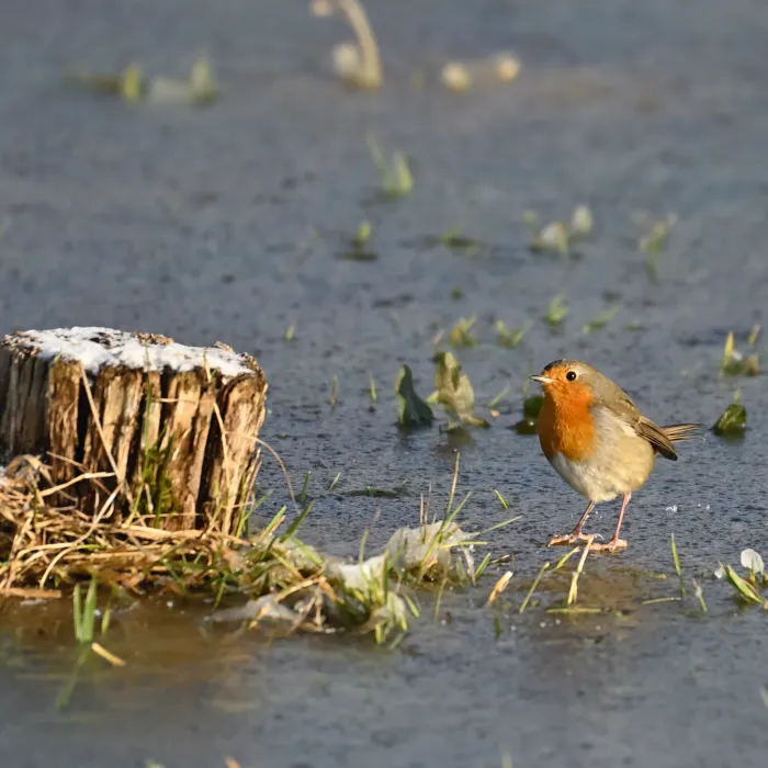 Spotted European Robin