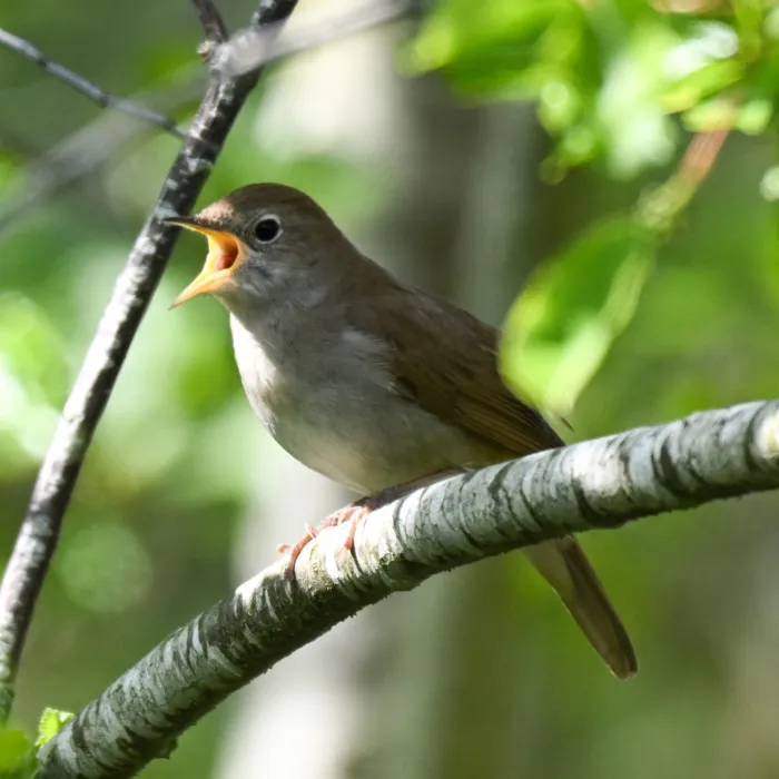 Common Nightingale