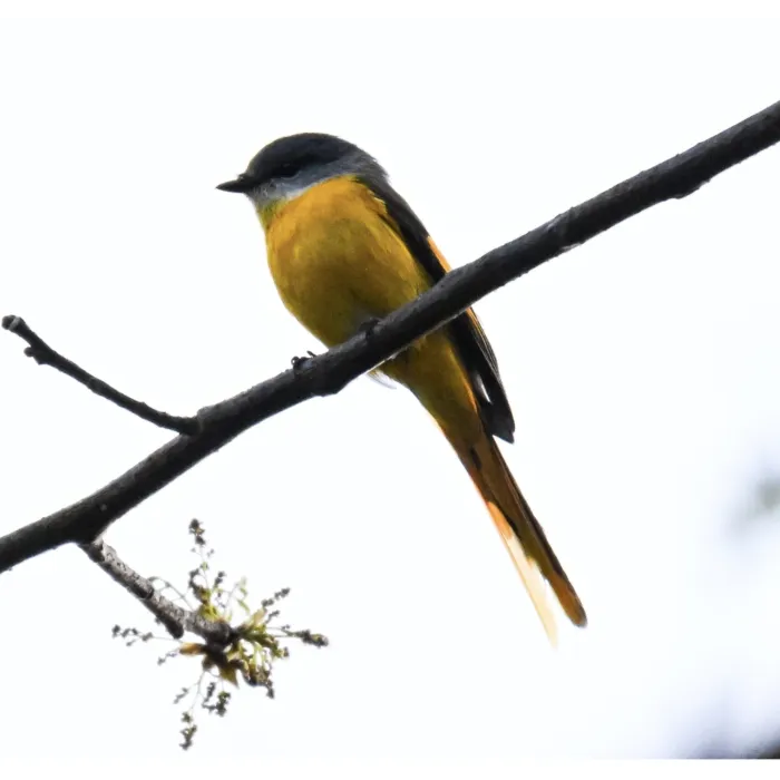 Gespotte Grijskeelmenievogel