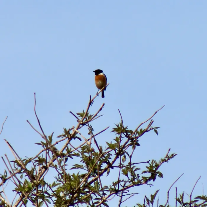 Spotted European Stonechat