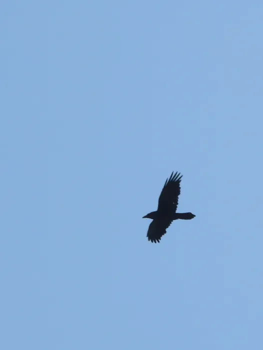 Common Raven