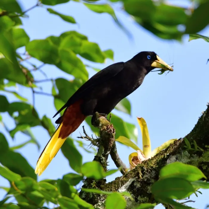 Spotted Crested Oropendola