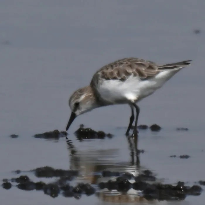 Gespotte Kleine strandloper