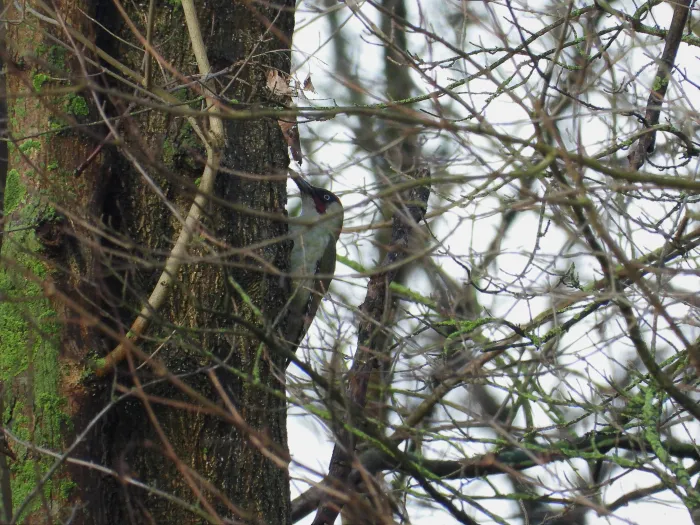 Gespotte Groene specht