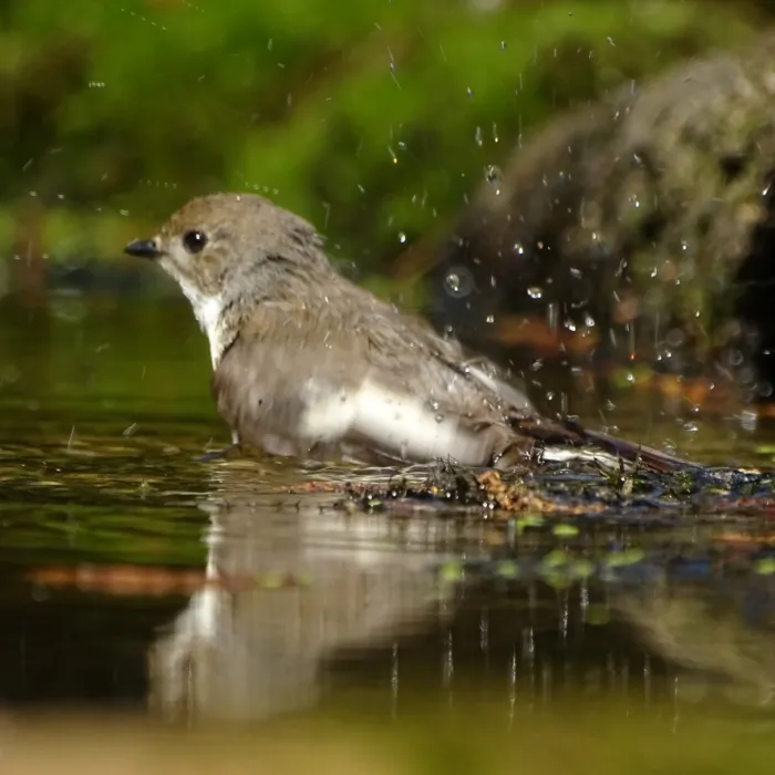 European Pied Flycatcher