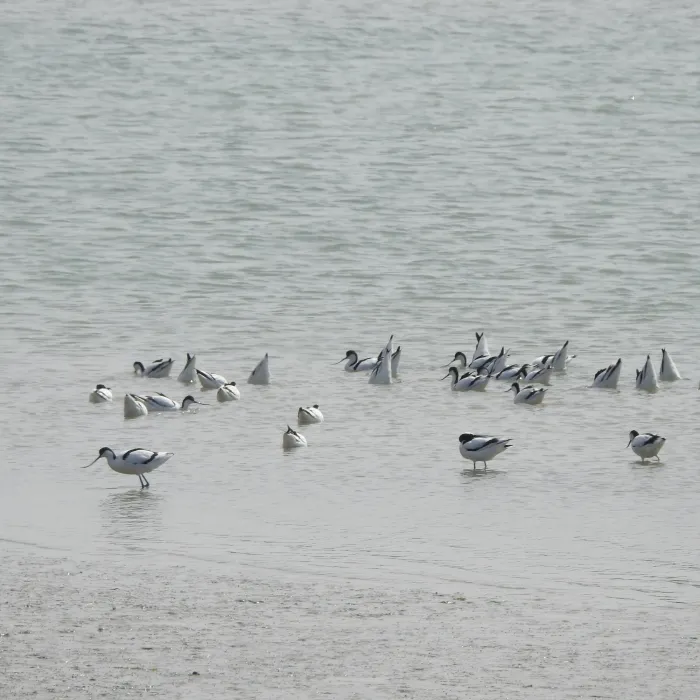 Spotted Pied Avocet