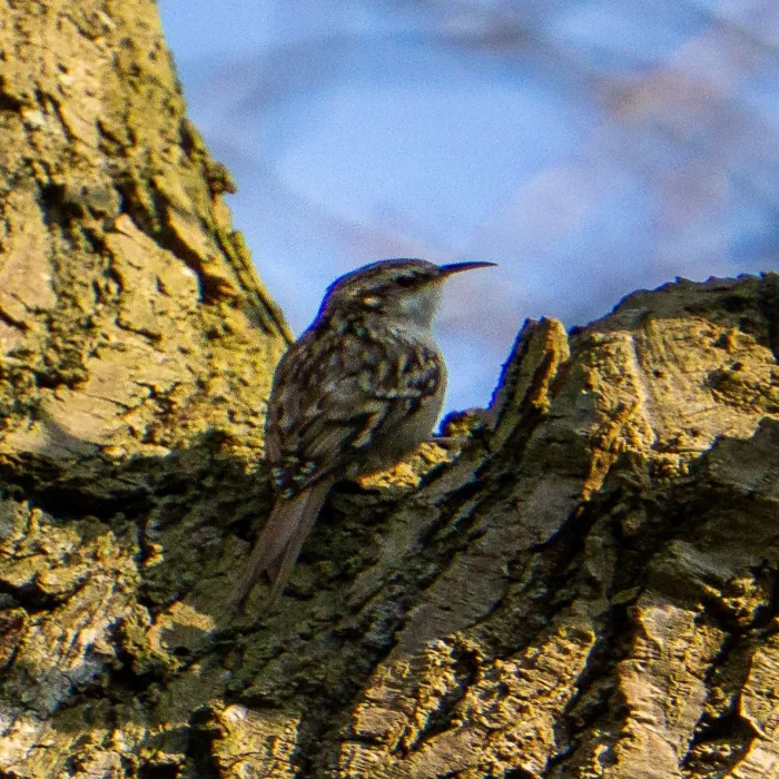 Gespotte Boomkruiper