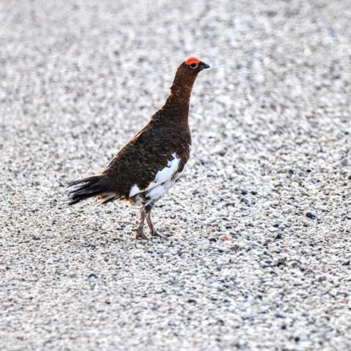 Gespotte Moerassneeuwhoen
