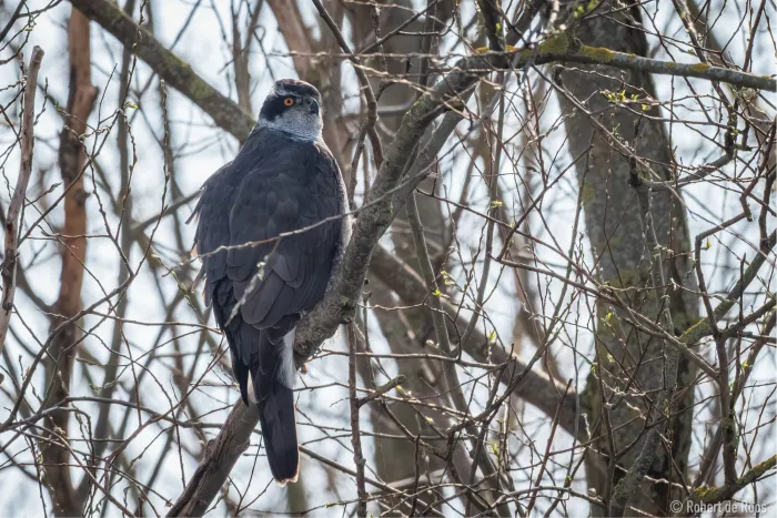 Spotted Eurasian Goshawk