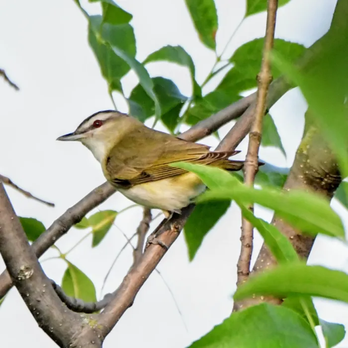 Spotted Red-eyed Vireo