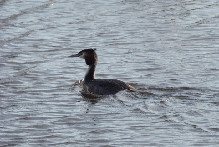Gespotte Aalscholver