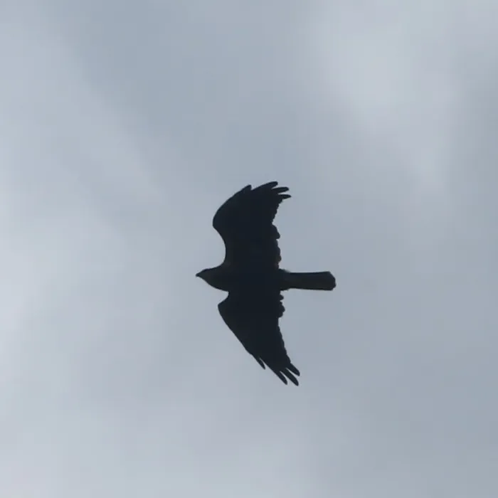 Spotted Western Marsh Harrier