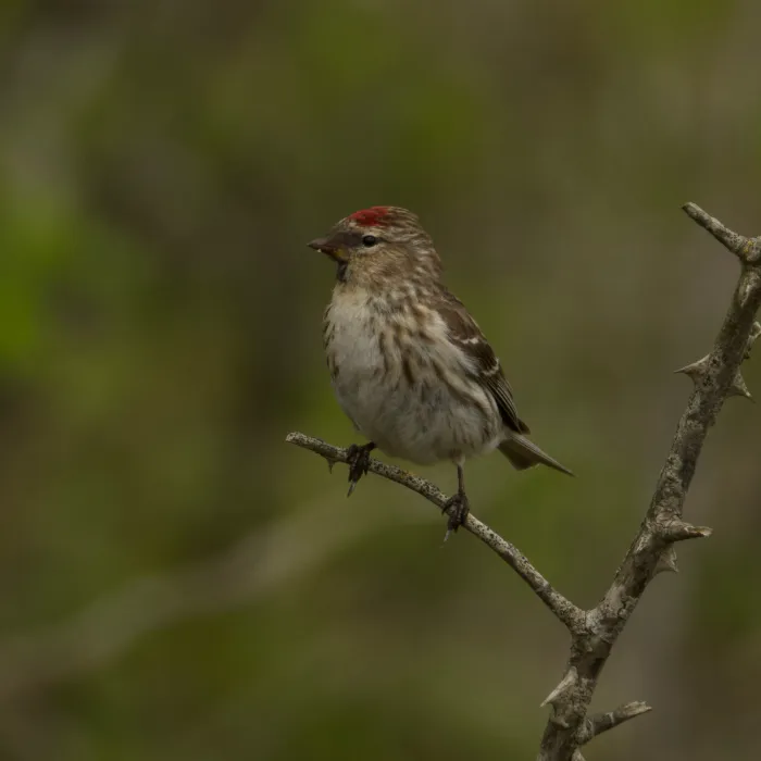 Spotted Redpoll
