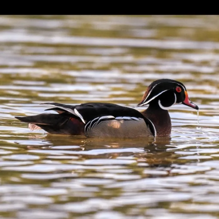 Spotted Wood Duck